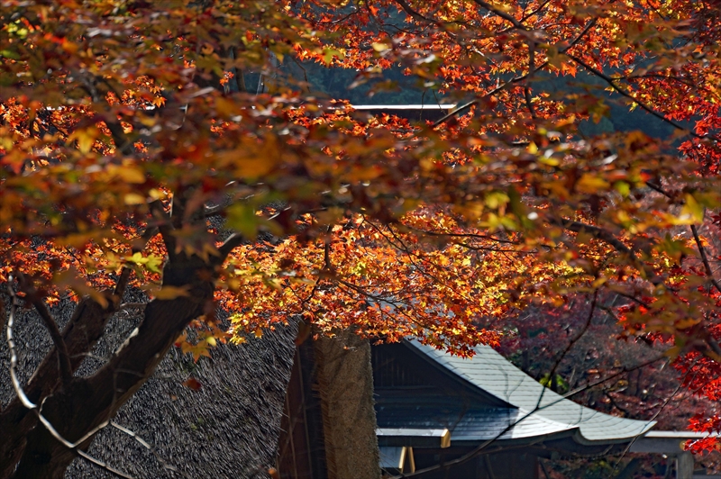1074_洛東 大神宮_京都