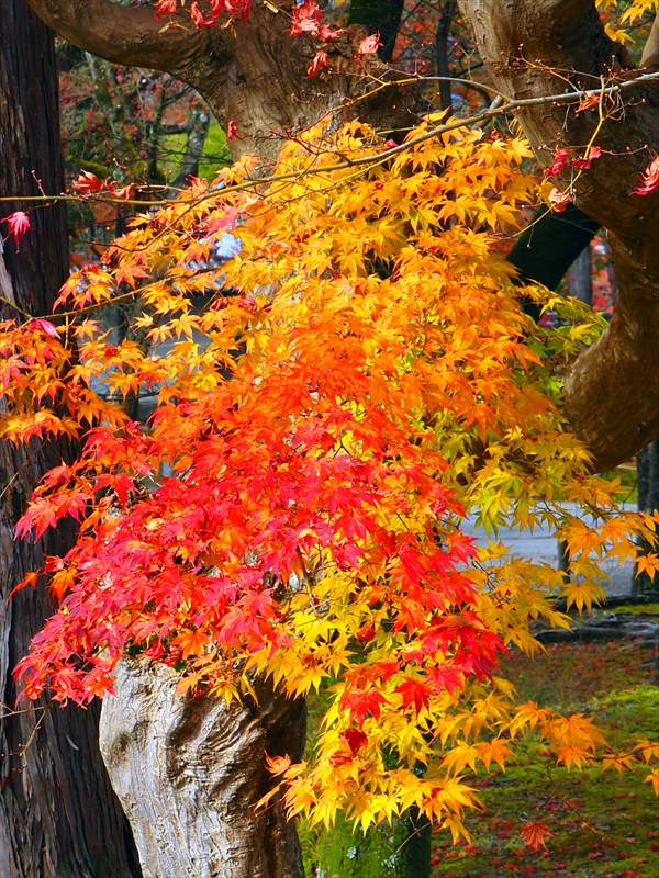 1050_洛東 南禅寺_京都