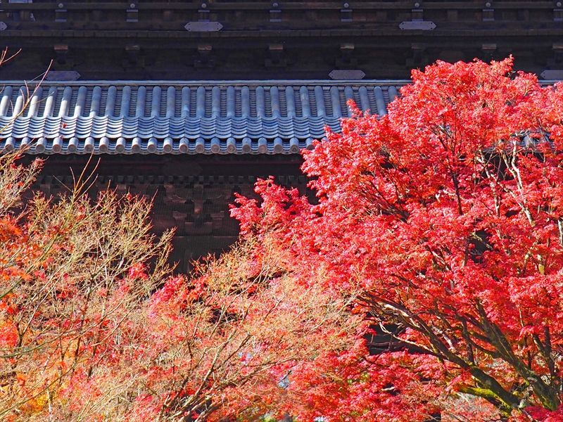 1052_洛東 南禅寺_京都