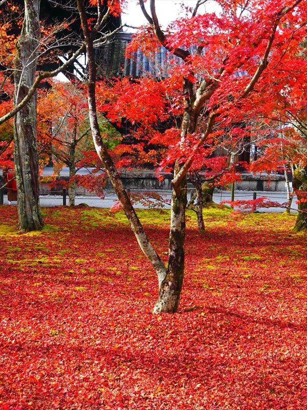1058_洛東 南禅寺_京都