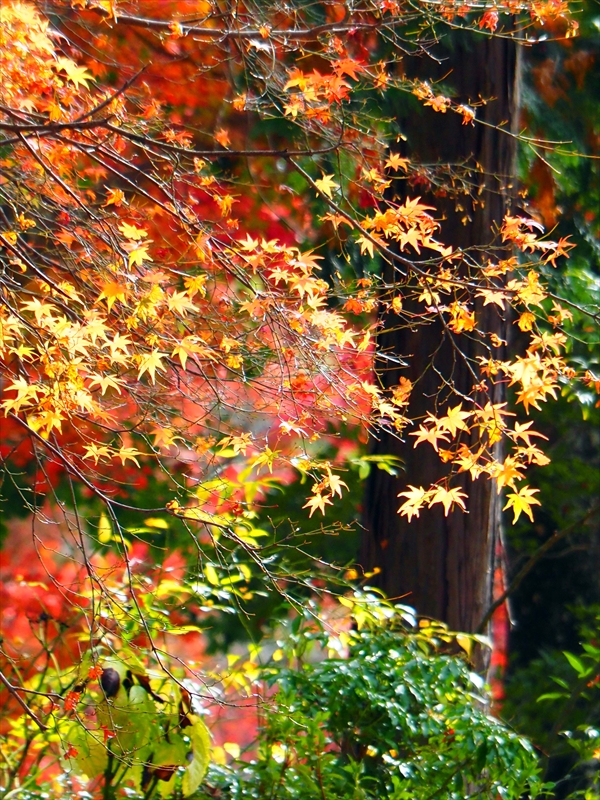 1064_洛東 南禅寺_京都