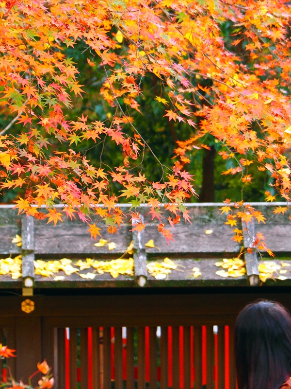1034_洛中 河合神社_京都