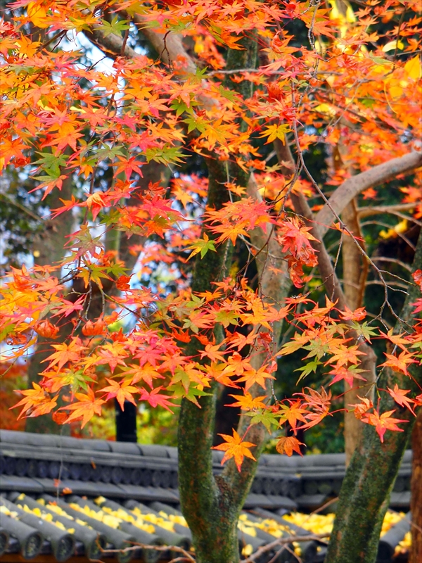 1036_洛中 河合神社_京都