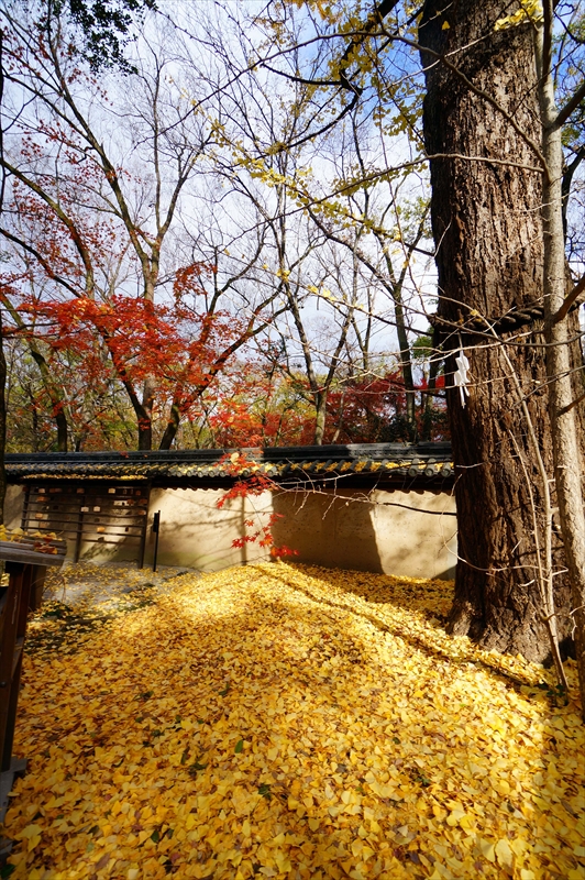 1037_洛中 河合神社_京都