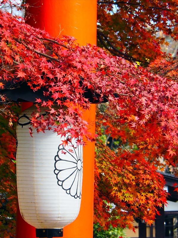 1082_洛北 下賀茂神社_京都