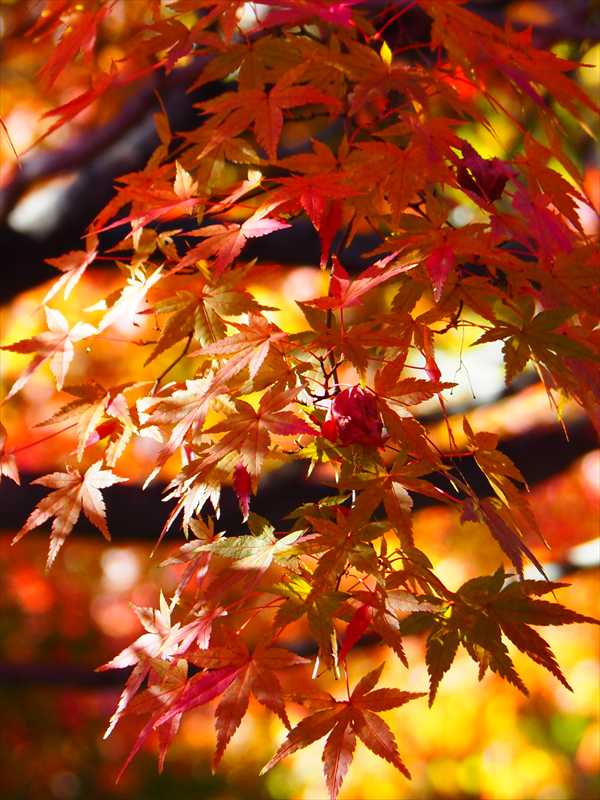 1046_游愁の美_日本