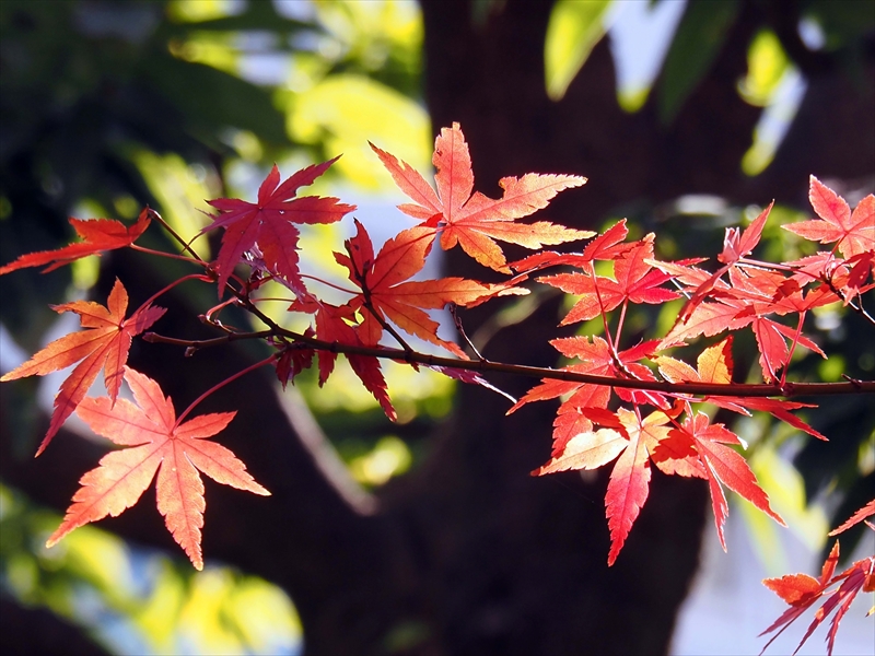 1161__横浜市新羽町_神奈川