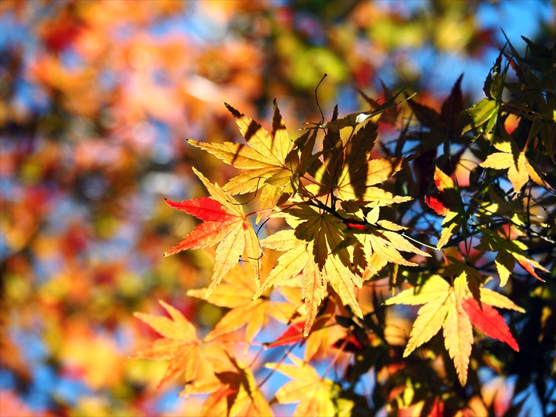 1162__横浜市新羽町_神奈川