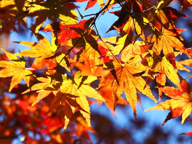 1047_游愁の美_日本