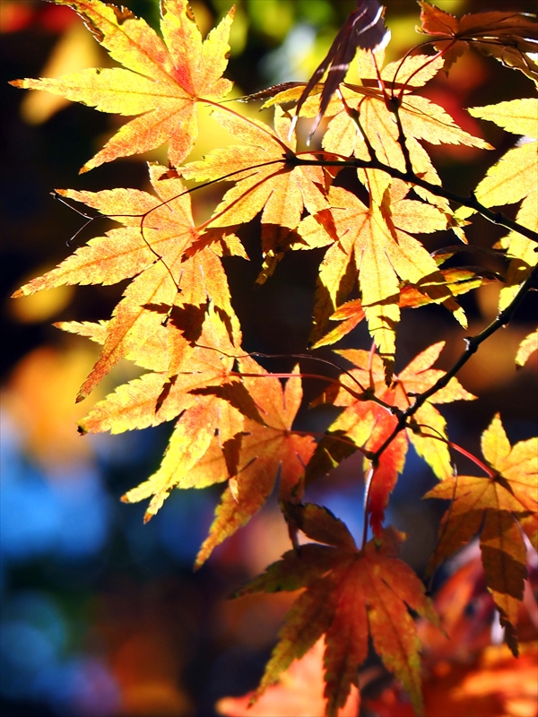 1165__横浜市新羽町_神奈川