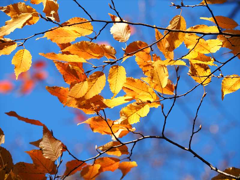 1048_游愁の美_日本