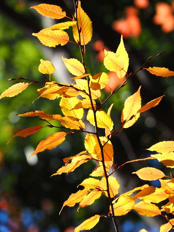 1049_游愁の美_日本