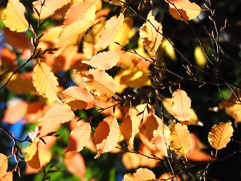 1050_游愁の美_日本