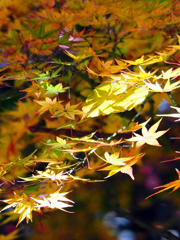 1171__横浜市新羽町_神奈川