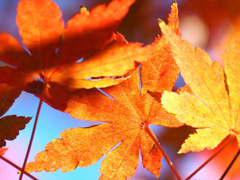 1051_游愁の美_日本