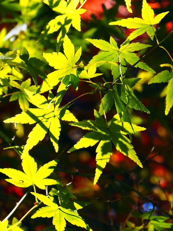 1173__横浜市新羽町_神奈川