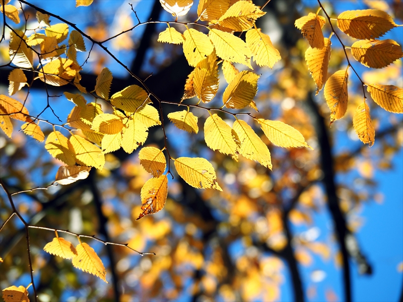 1177__横浜市新羽町_神奈川