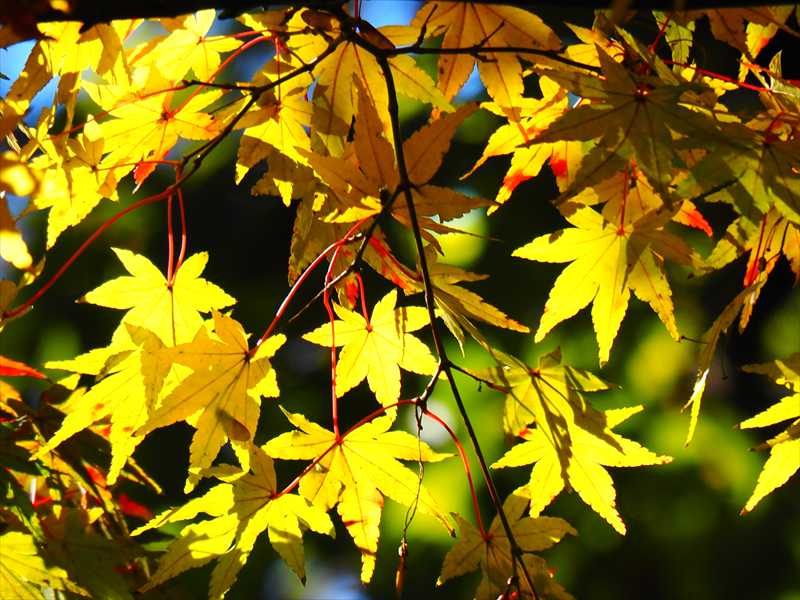 1054_游愁の美_日本