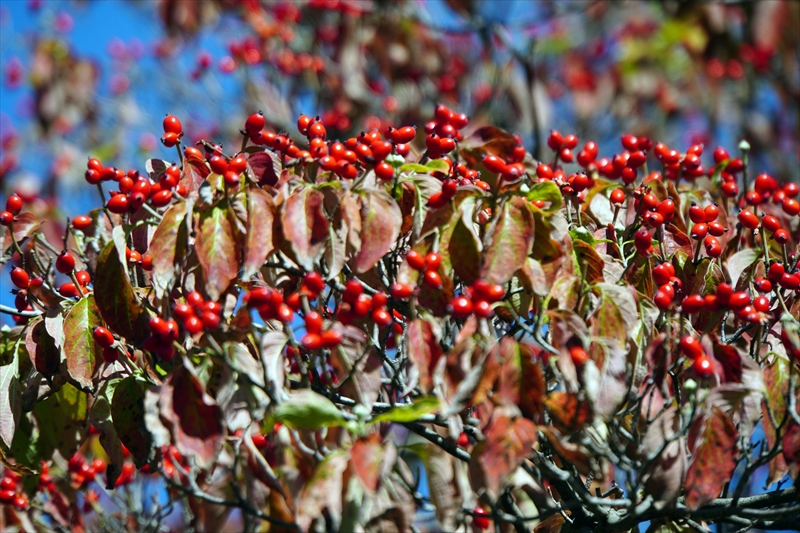 1183__横浜市新羽町_神奈川