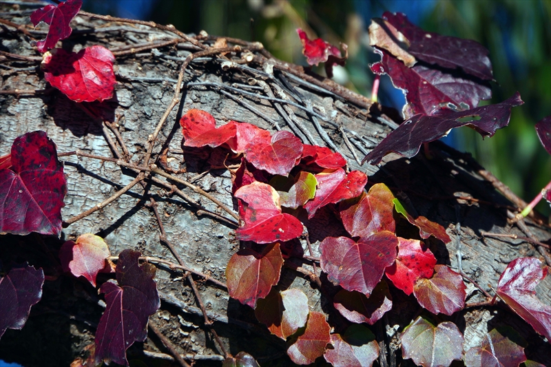 1023_偕楽園_茨城