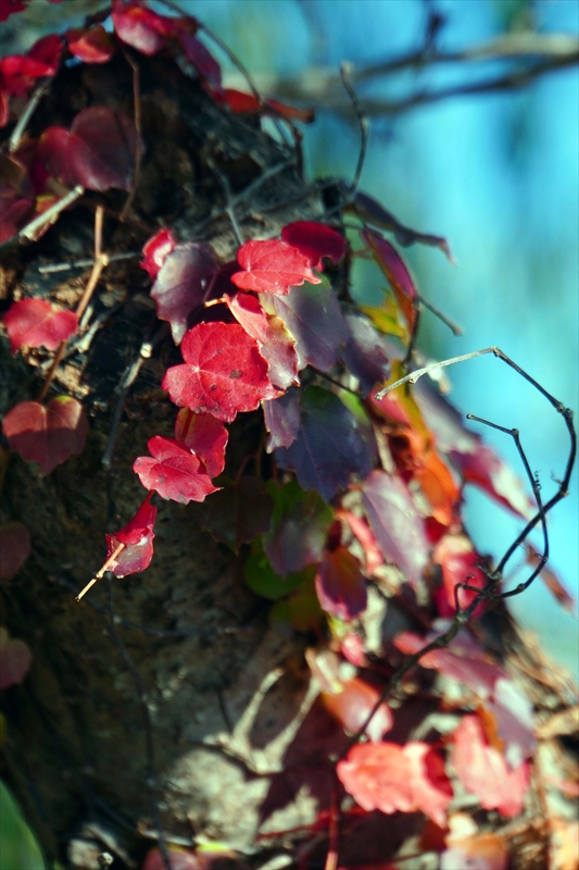 1024_偕楽園_茨城