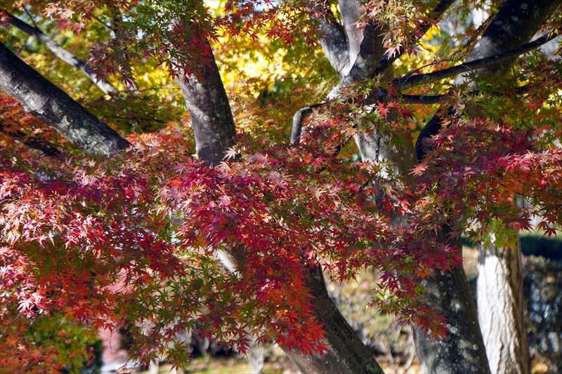 1027_偕楽園_茨城
