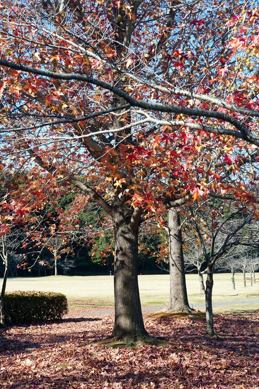 1031_偕楽園_茨城