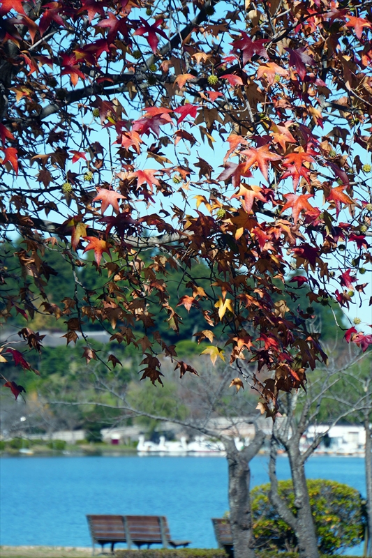 1032_偕楽園_茨城