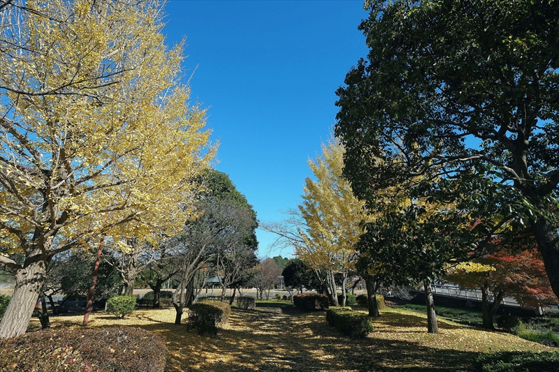 1035_偕楽園_茨城