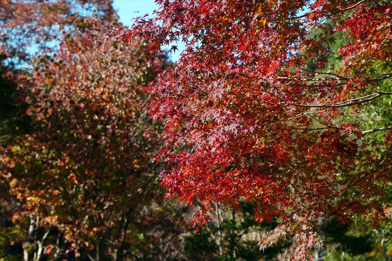 1036_偕楽園_茨城