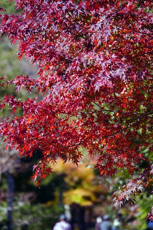 1037_偕楽園_茨城