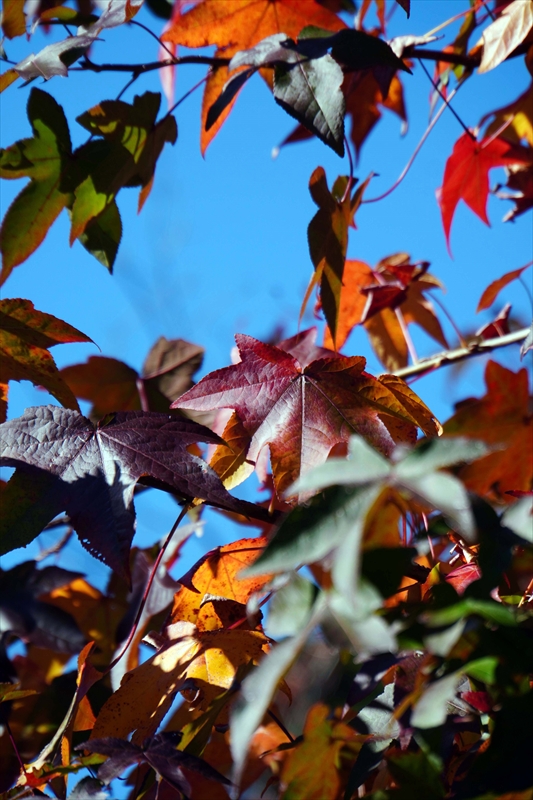 1038_偕楽園_茨城