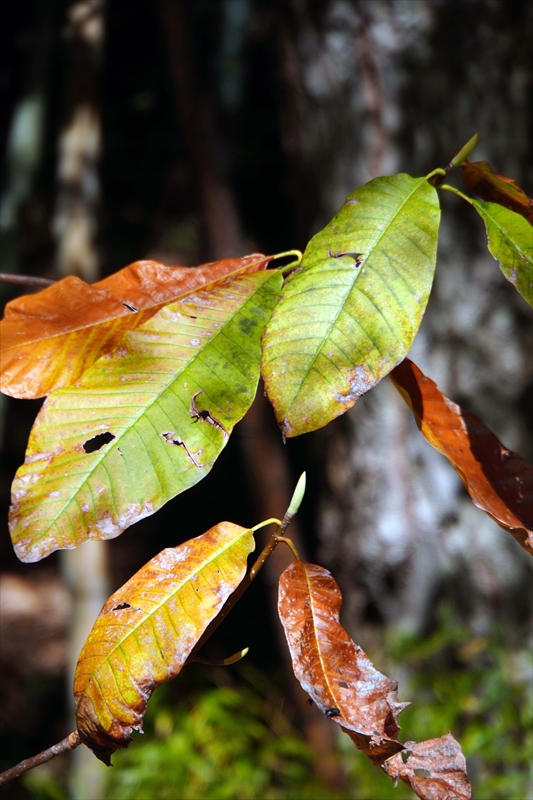 1039_偕楽園_茨城