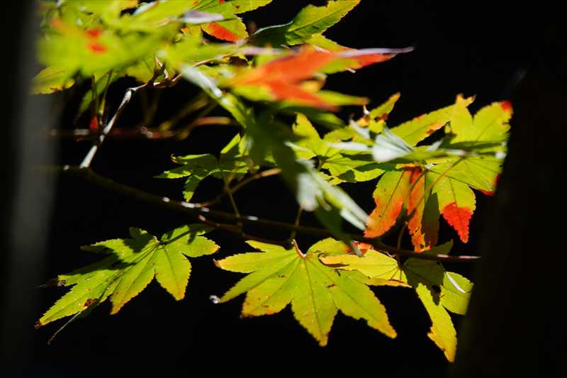 1056_游愁の美_日本