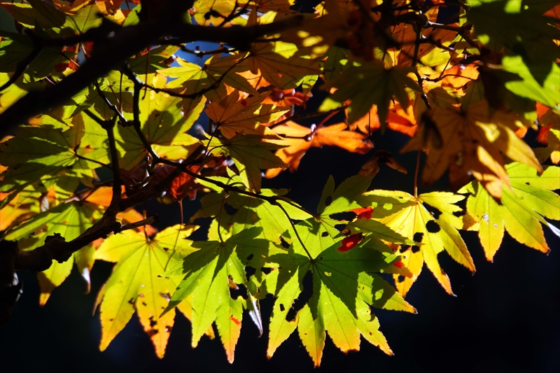 1042_偕楽園_茨城