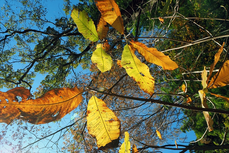 1043_偕楽園_茨城