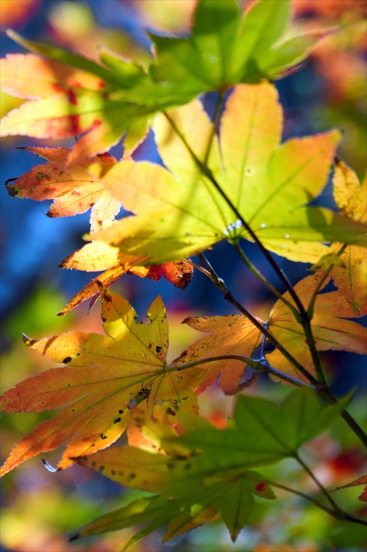 1045_偕楽園_茨城