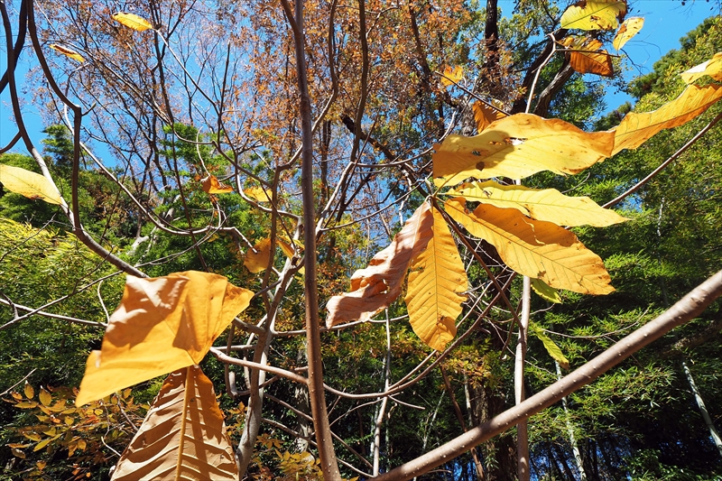 1046_偕楽園_茨城