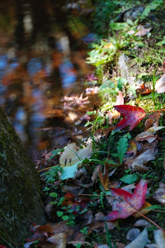 1050_偕楽園_茨城