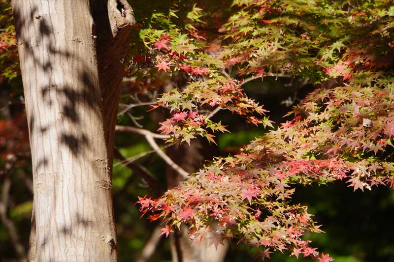 1059_游愁の美_日本