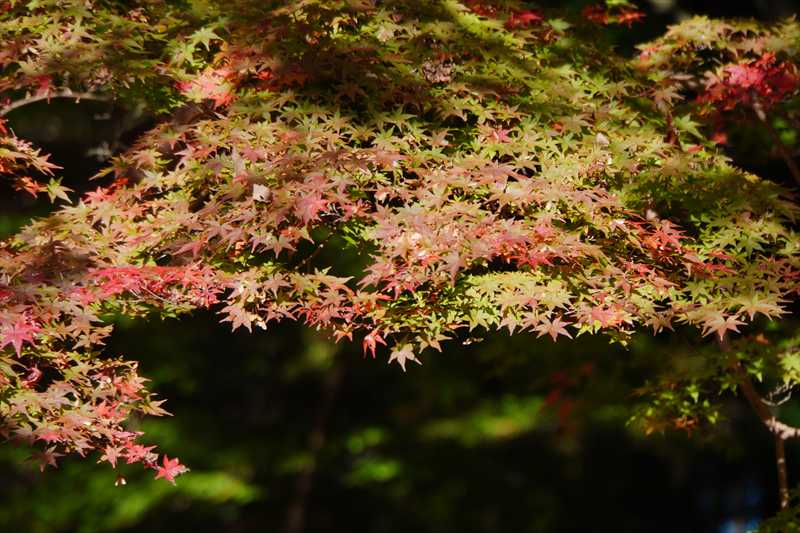 1060_游愁の美_日本