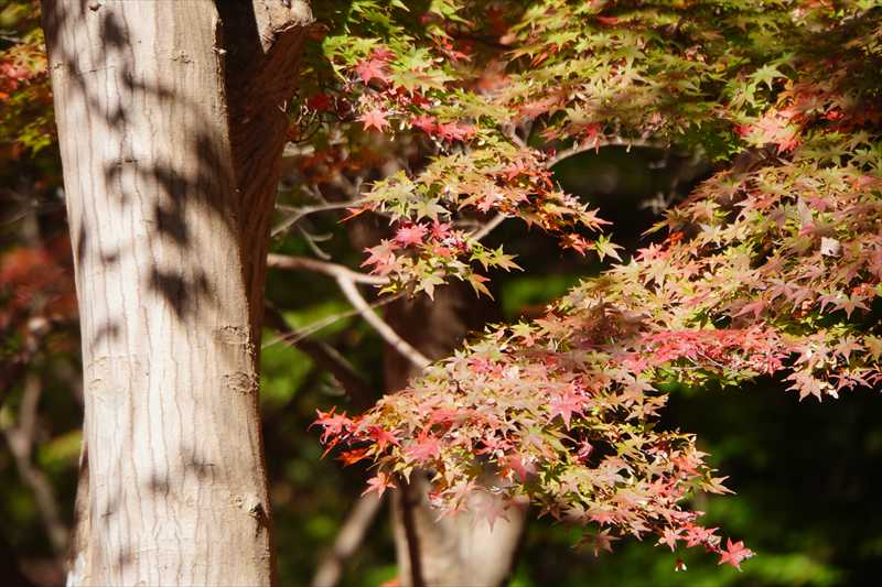 1061_游愁の美_日本