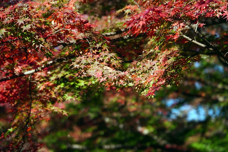 1059_偕楽園_茨城