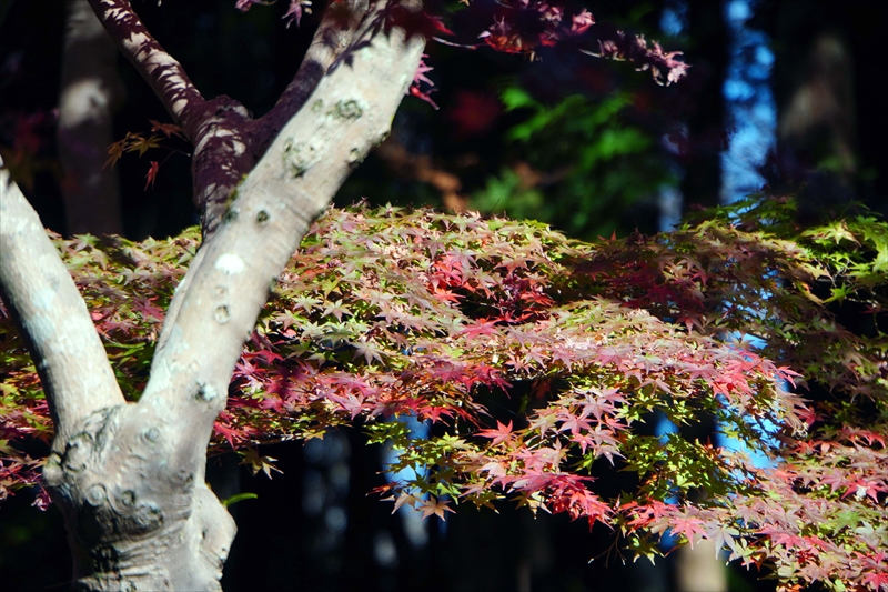 1061_偕楽園_茨城