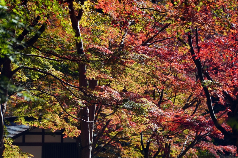 1064_偕楽園_茨城