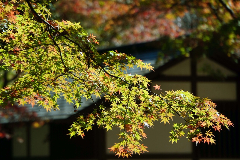 1069_偕楽園_茨城