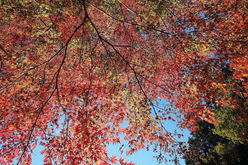 1070_偕楽園_茨城