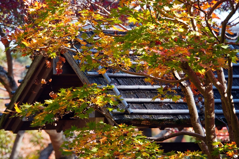 1071_偕楽園_茨城