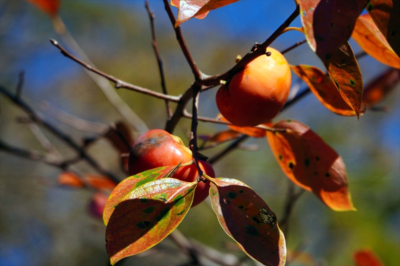 1076_偕楽園_茨城