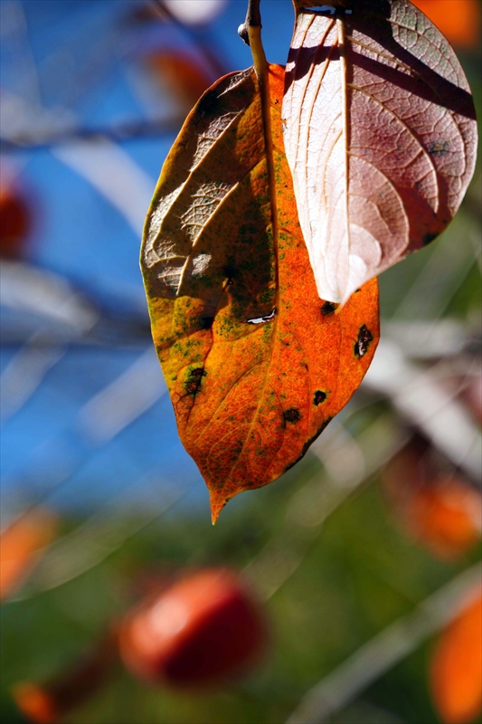 1077_偕楽園_茨城